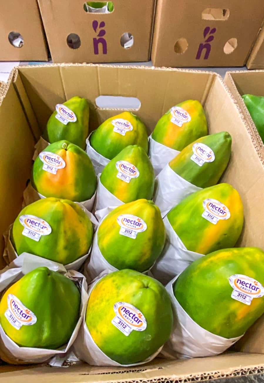 Papayas individually wrapped and boxed with Nectar Fruits labels during the empaque stage